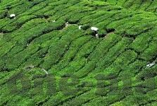 91麻豆福利片在线观看-探秘网络世界的隐蔽角落，91麻豆福利片在线观看的认知与反思