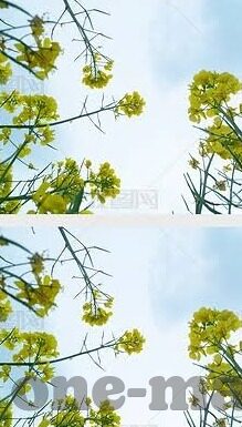 麻豆av传媒在线播放-麻豆，这个光与影的交汇点